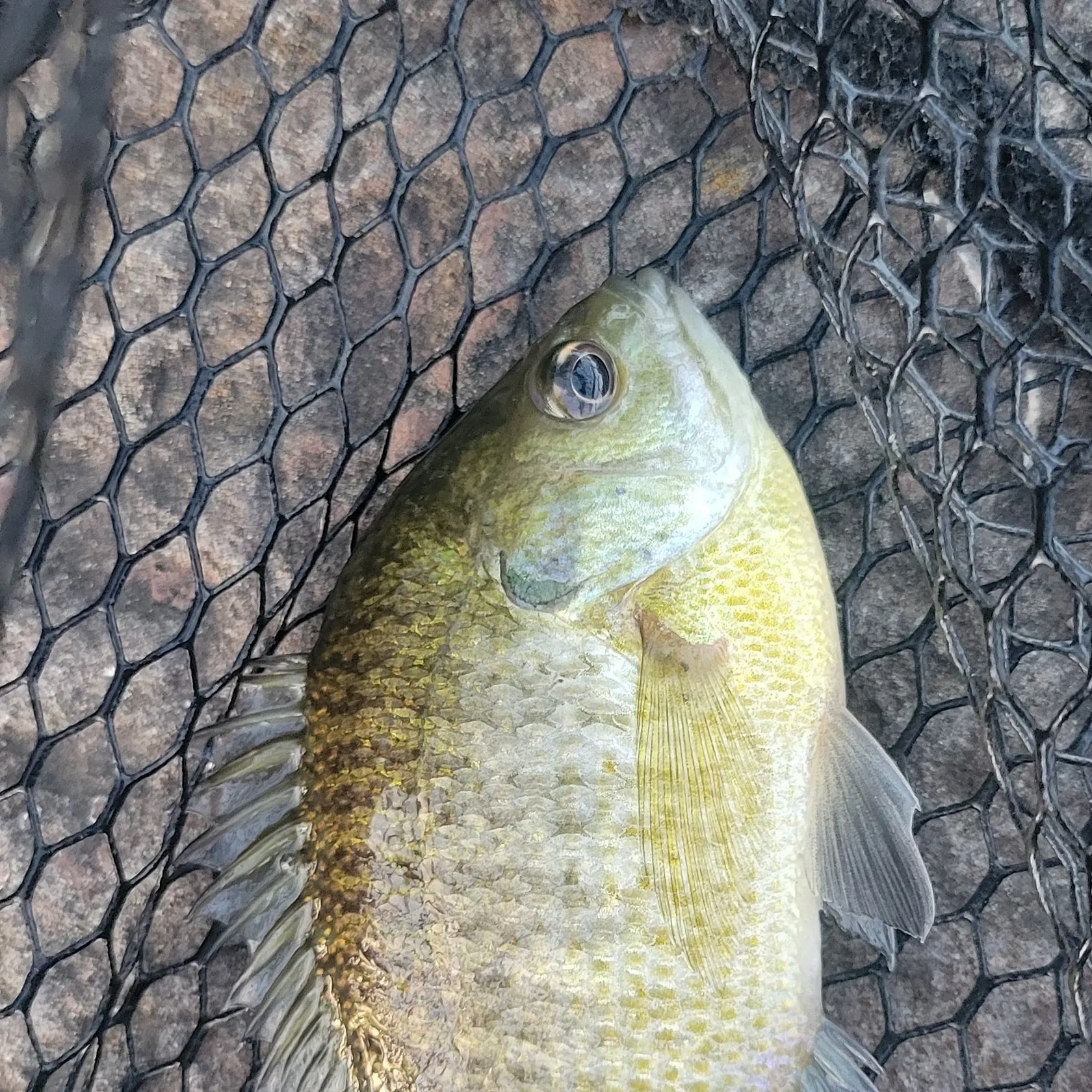 Bluegill caught on Fishbrain