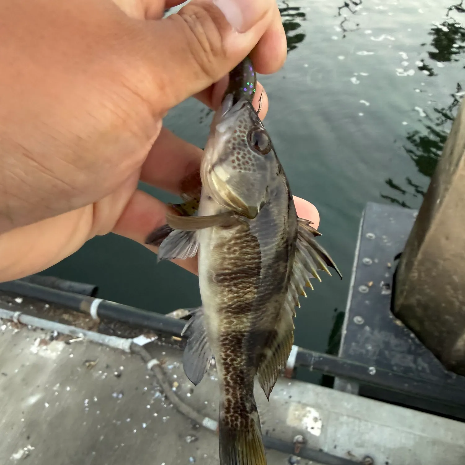 Barred sand bass caught on Fishbrain