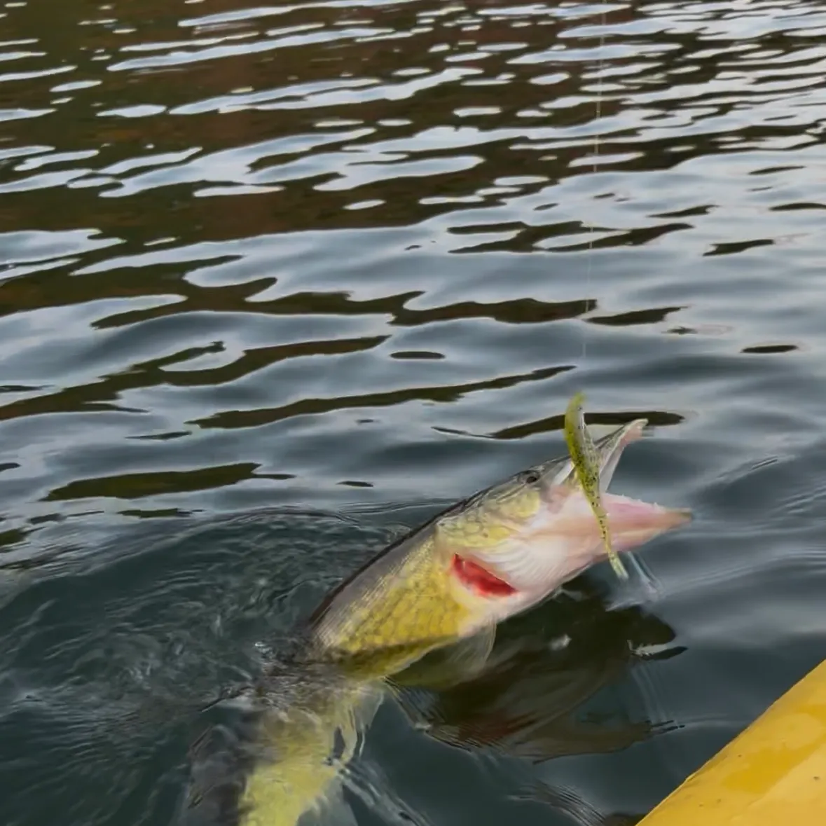 Chain pickerel caught on Fishbrain
