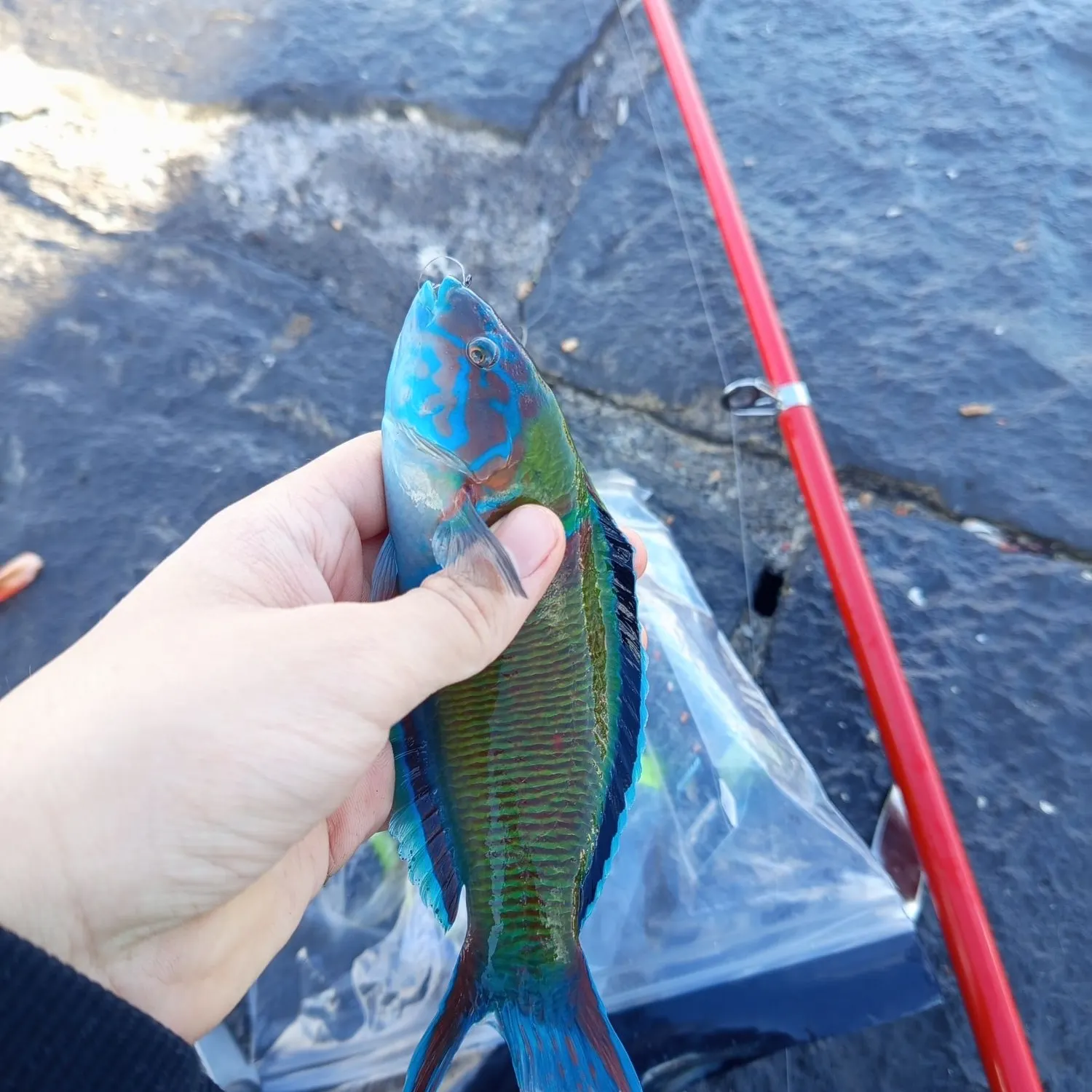 The most recent Moon wrasse catches on Fishbrain