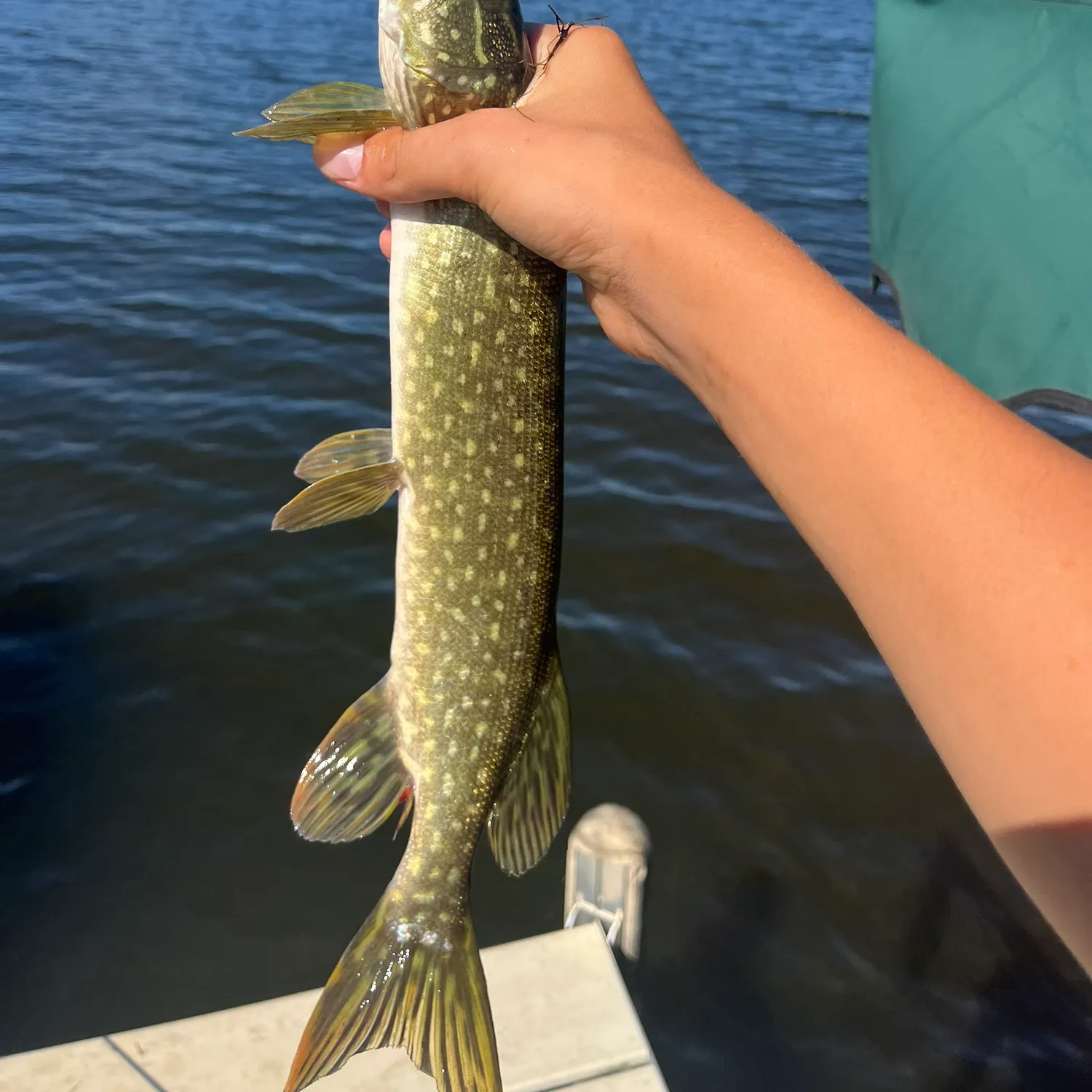 Northern pike caught on Fishbrain