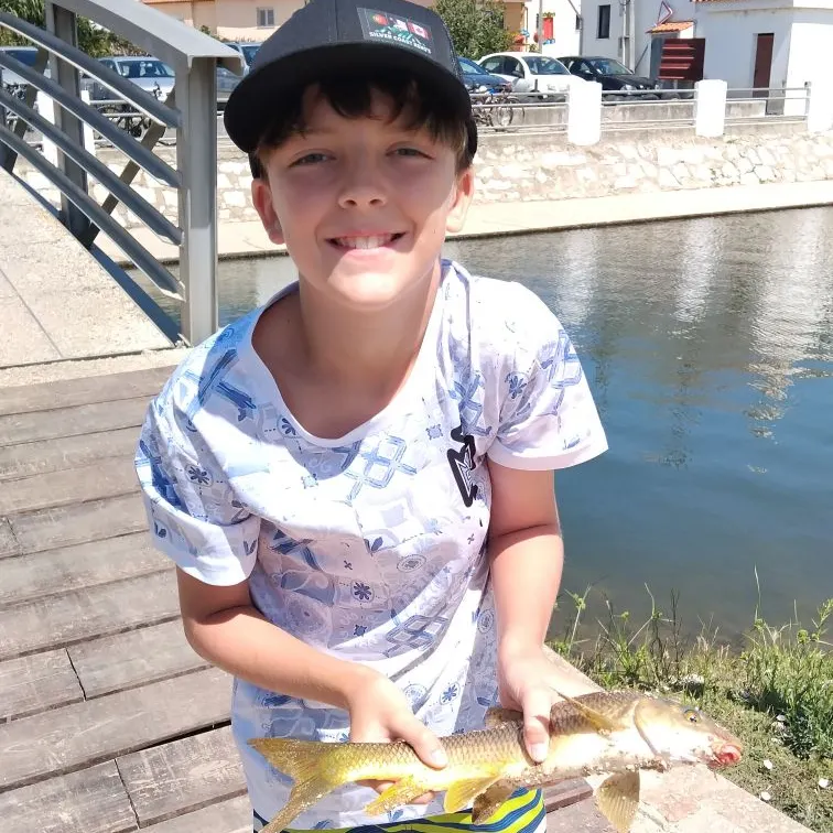 Common barbel caught on Fishbrain