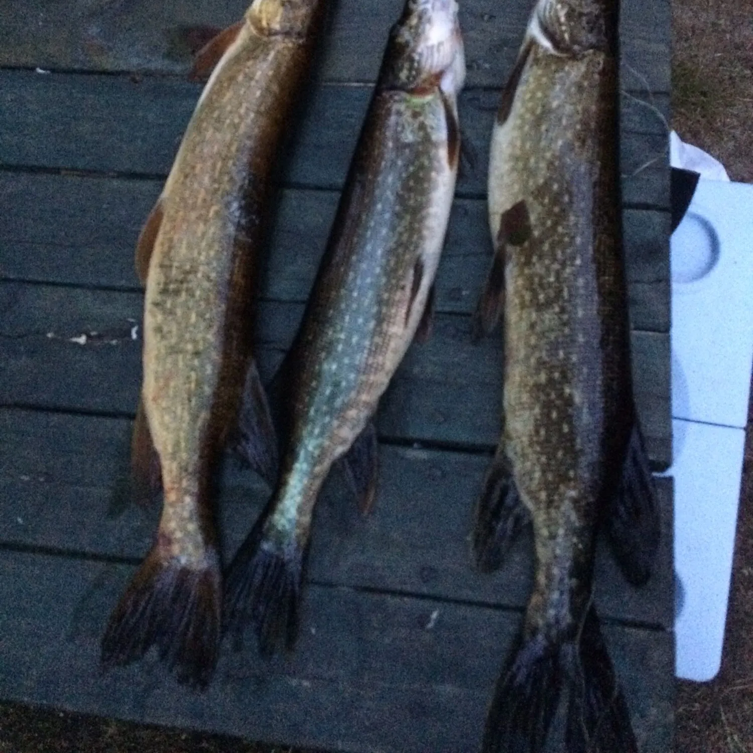 recently logged catches