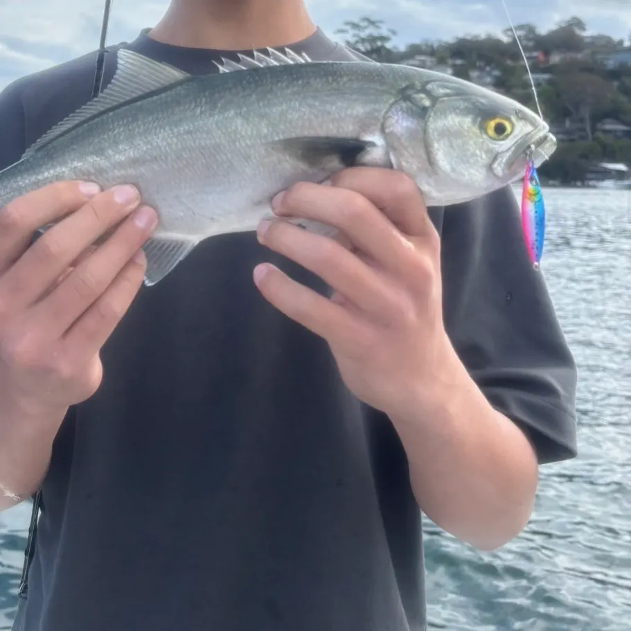 Bluefish caught on Fishbrain