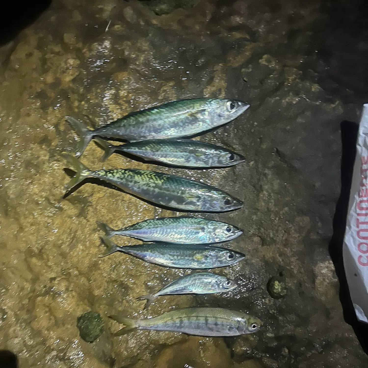Atlantic mackerel caught on Fishbrain