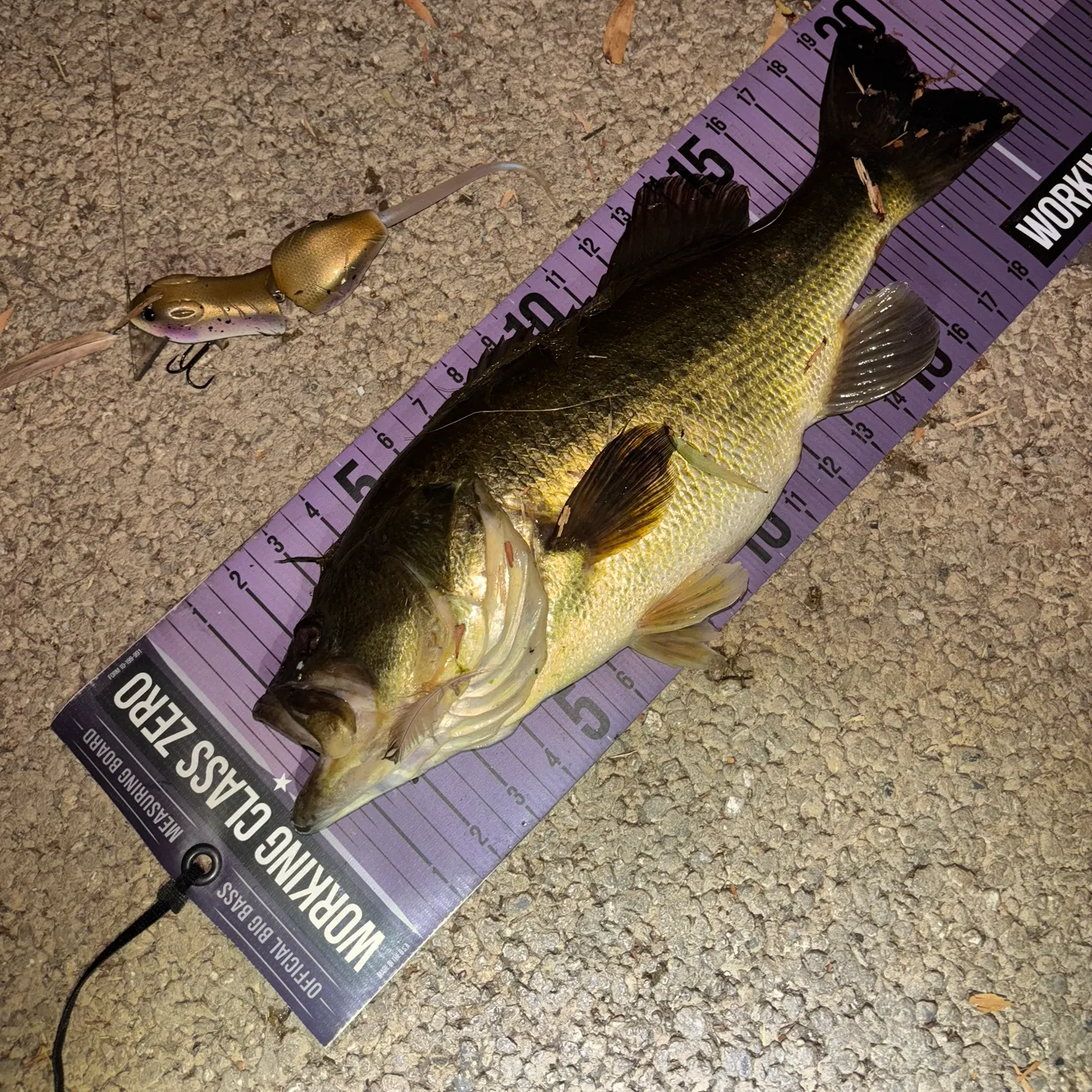 Largemouth bass caught on Fishbrain