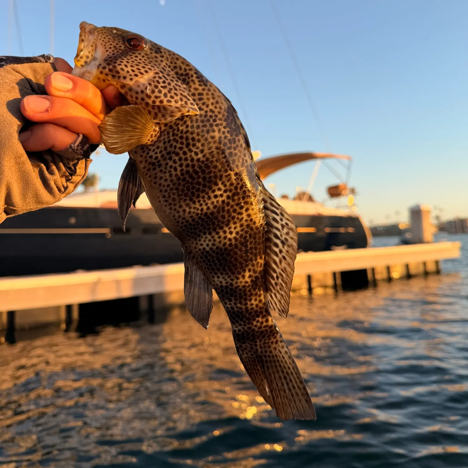catch