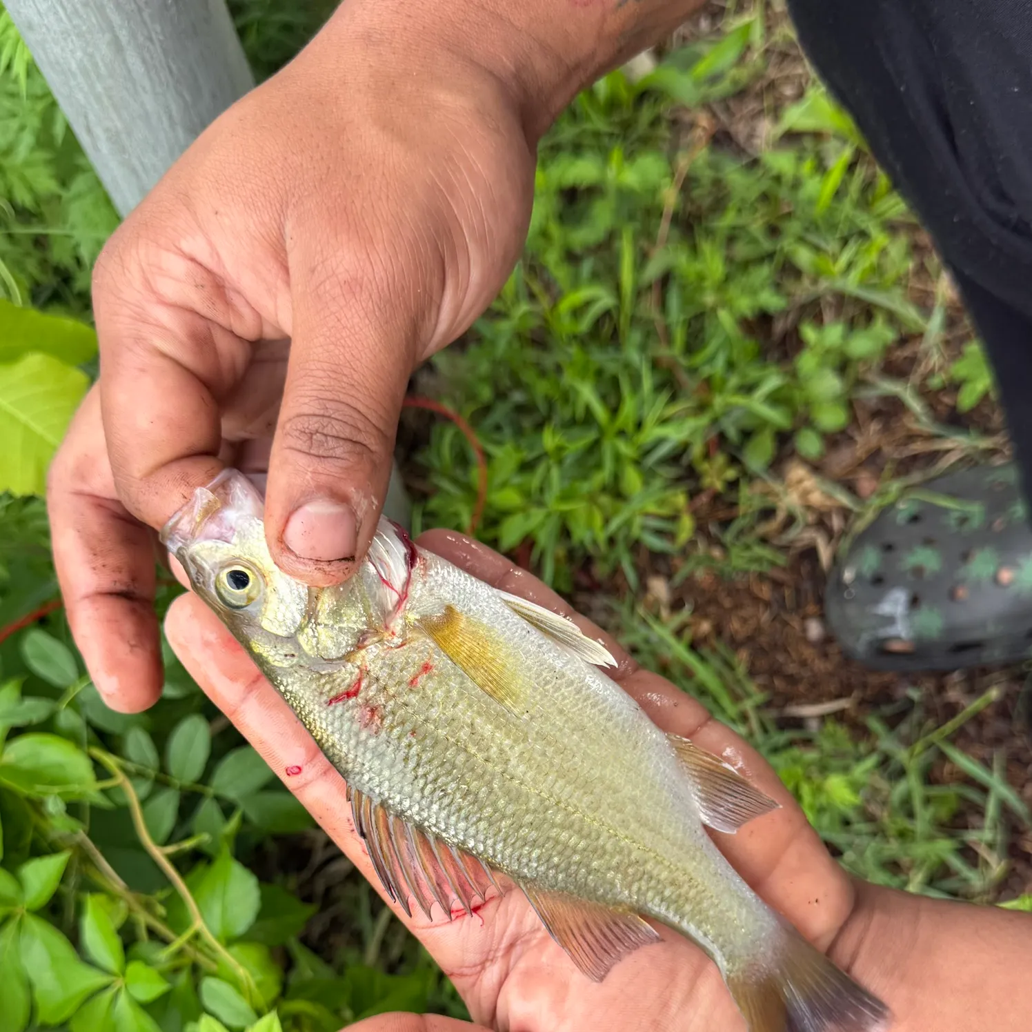 catch