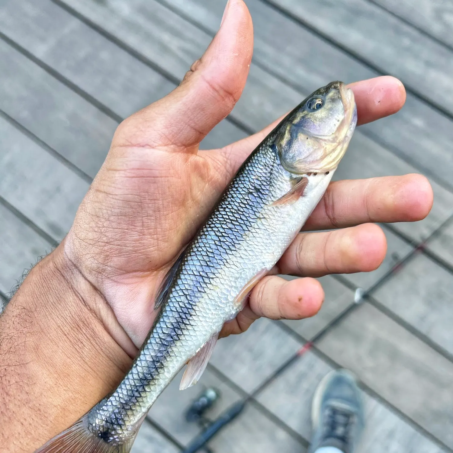 Creek chub caught on Fishbrain