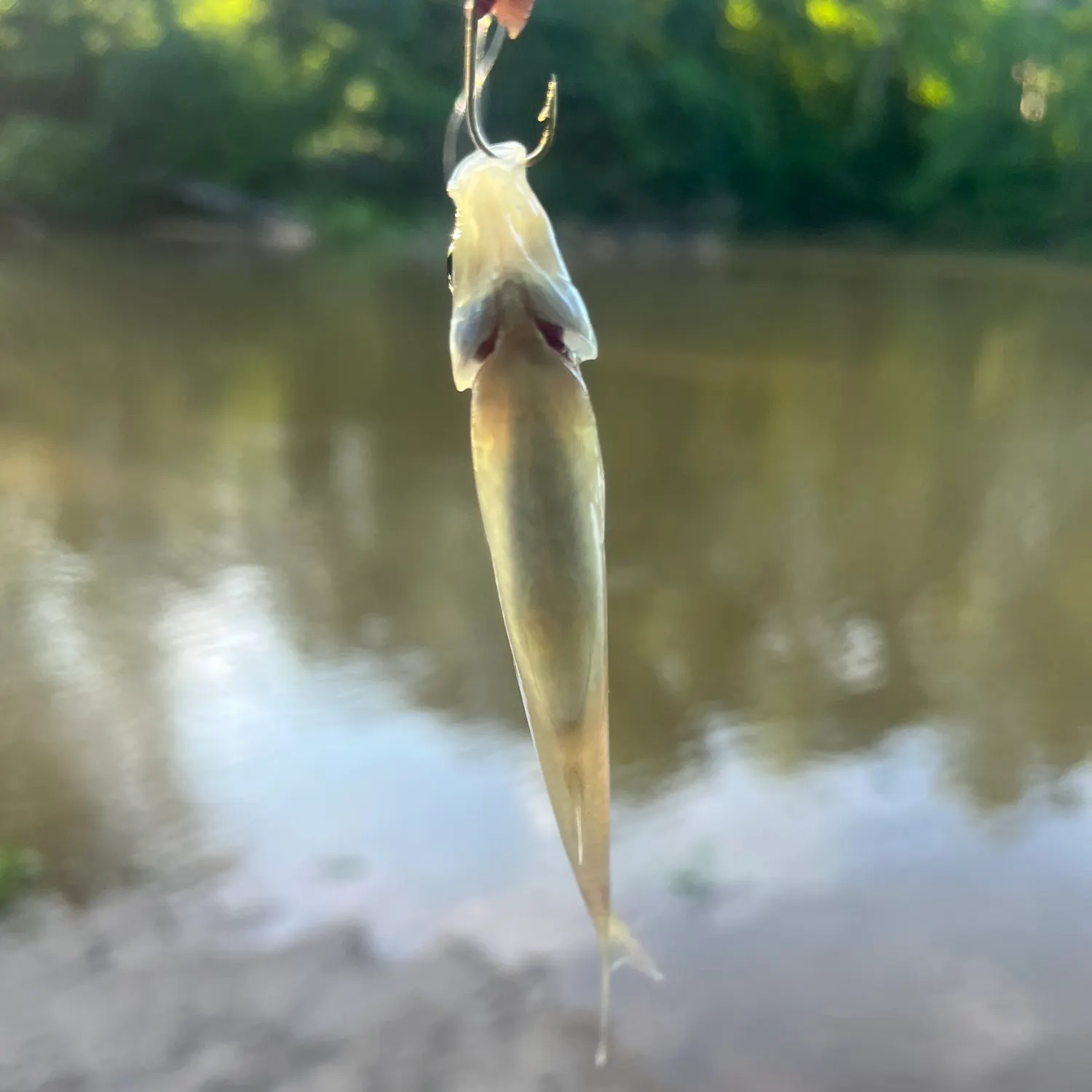 most liked catch image
