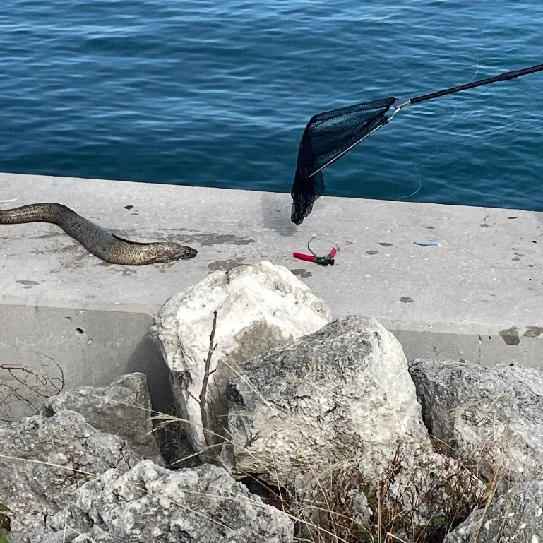 The most recent Leopard moray eel catches on Fishbrain