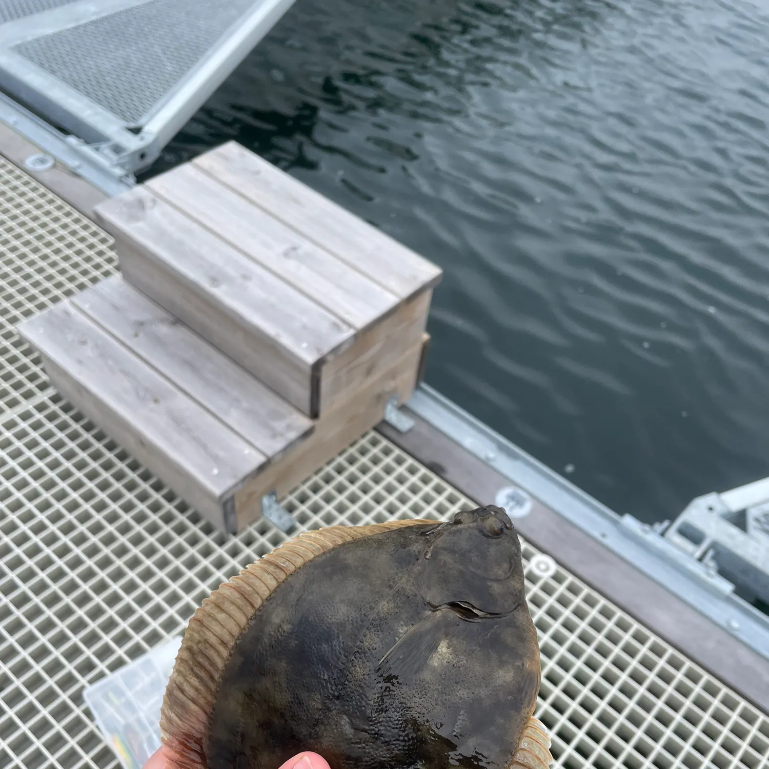 European flounder caught on Fishbrain