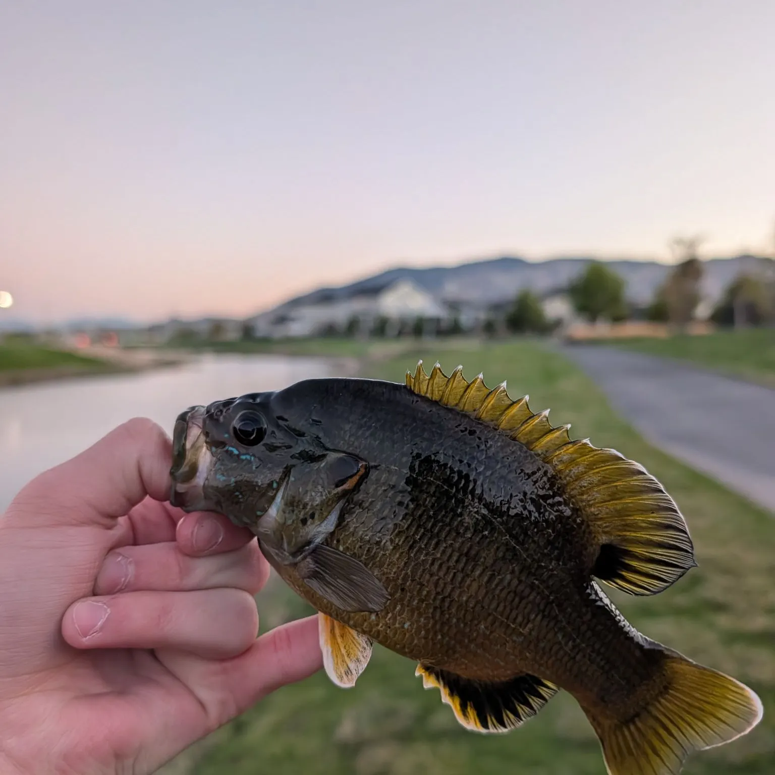 Green sunfish caught on Fishbrain