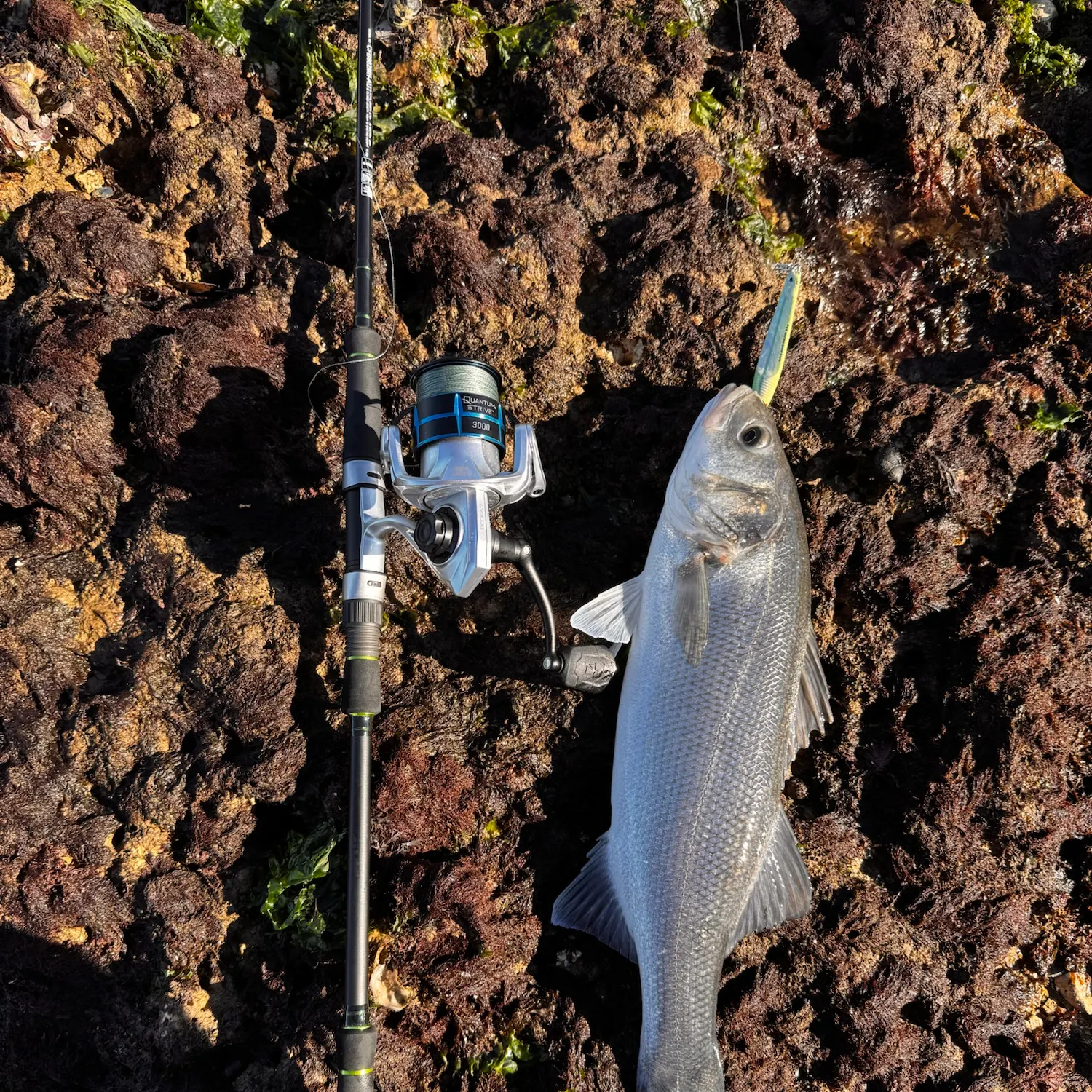 European seabass caught on Fishbrain