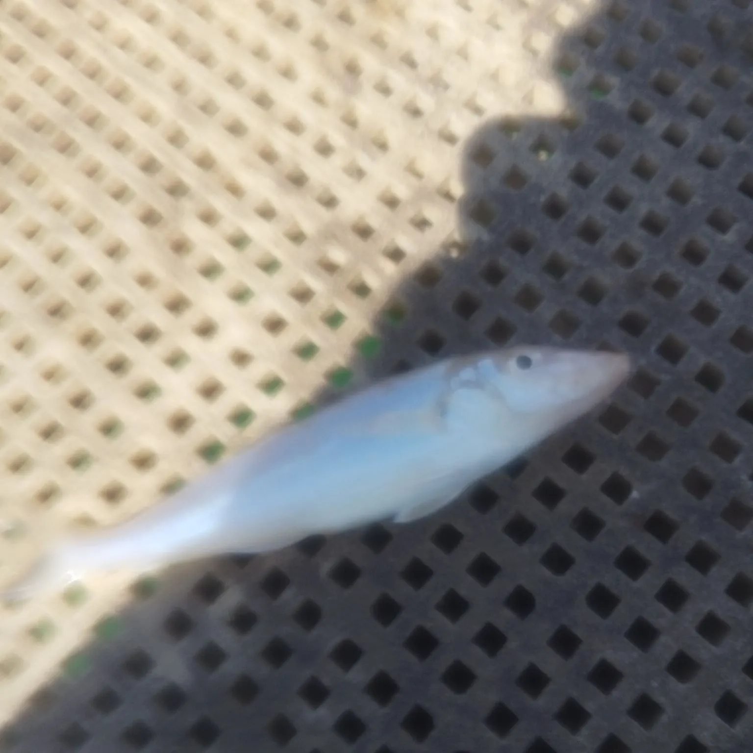 The most recent Yellowfin sillago catches on Fishbrain