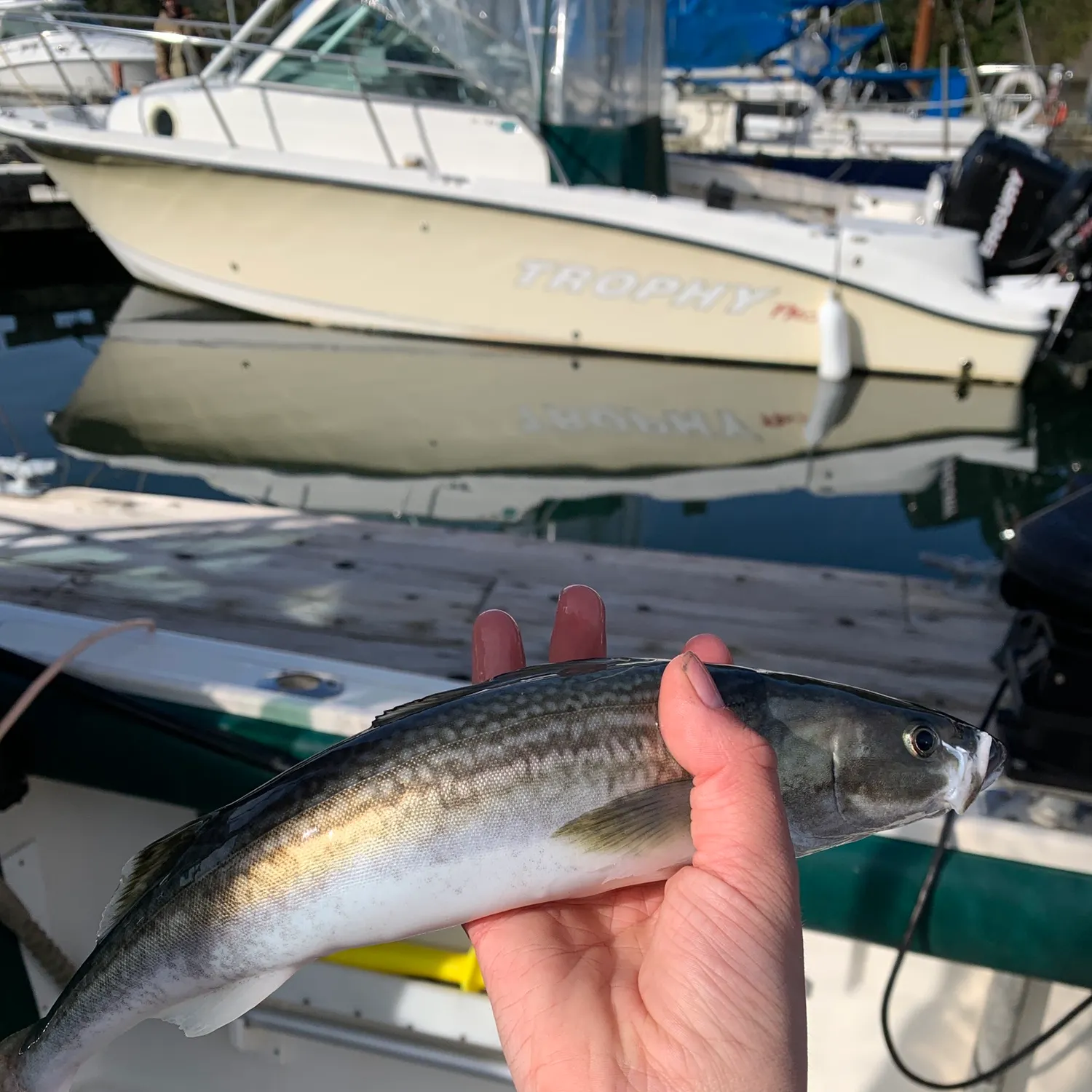 The most recent Sablefish catches on Fishbrain