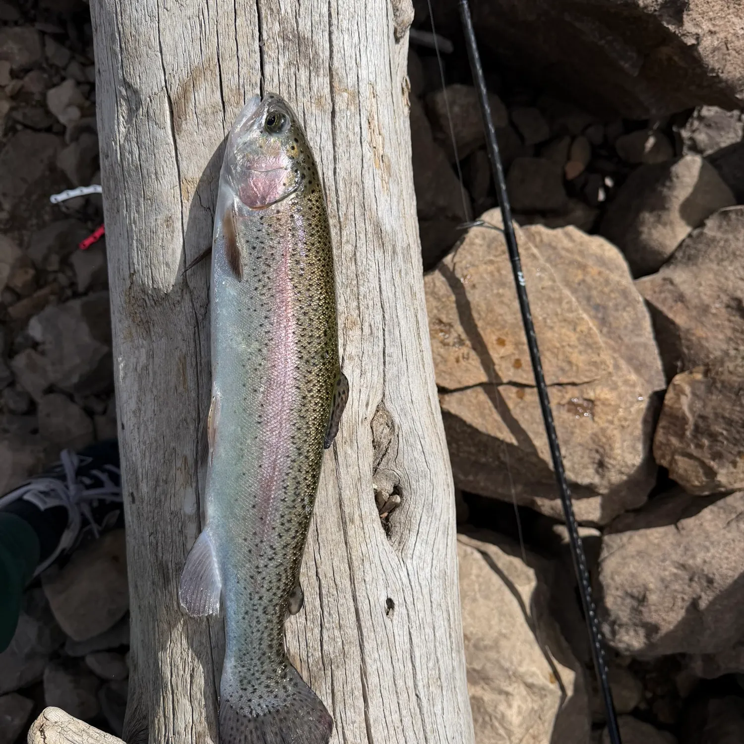 Rainbow trout caught on Fishbrain