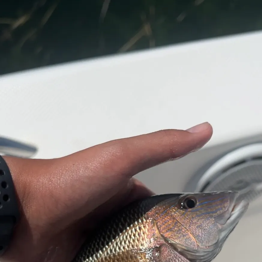 The most recent White grunt catches on Fishbrain
