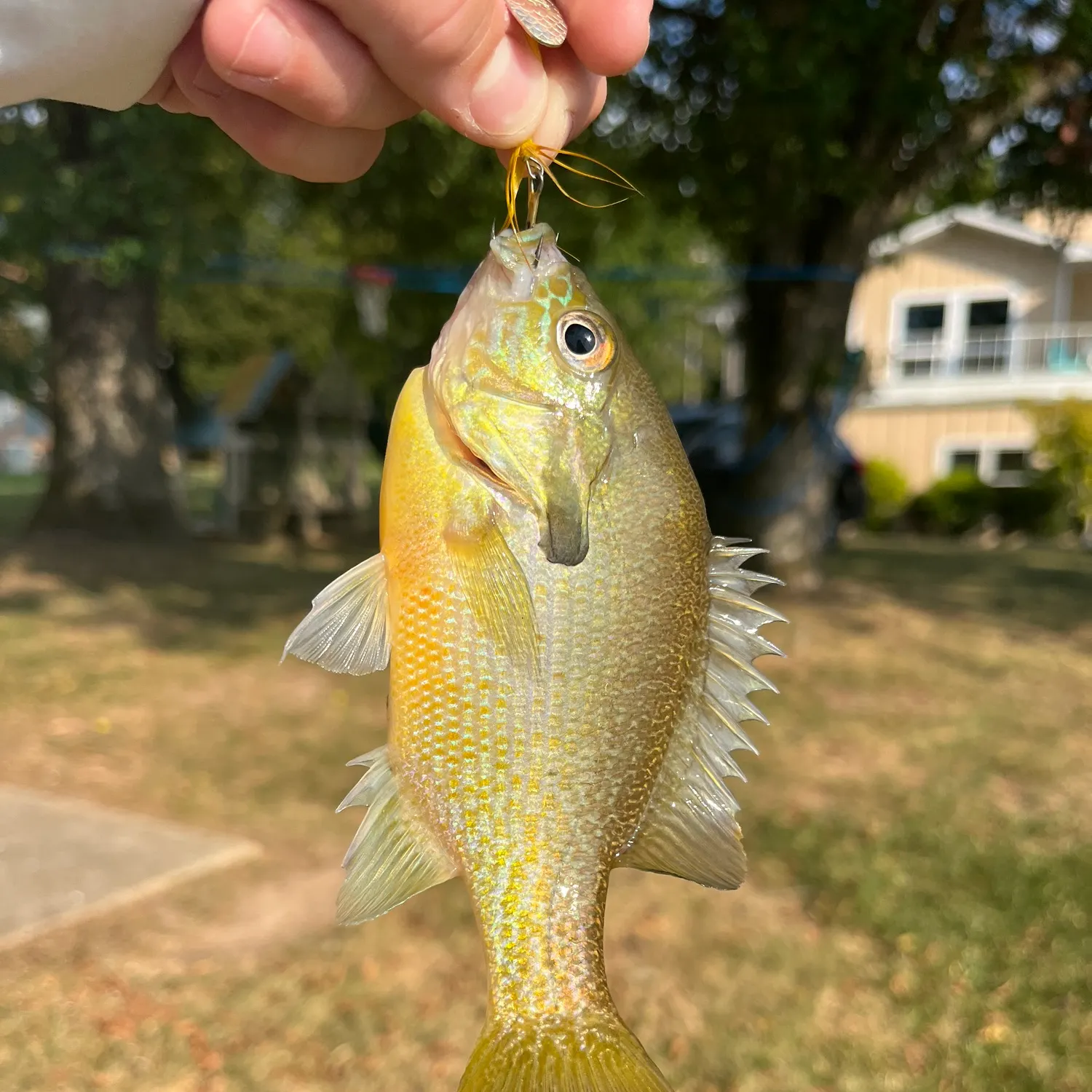 Redbreast sunfish caught on Fishbrain