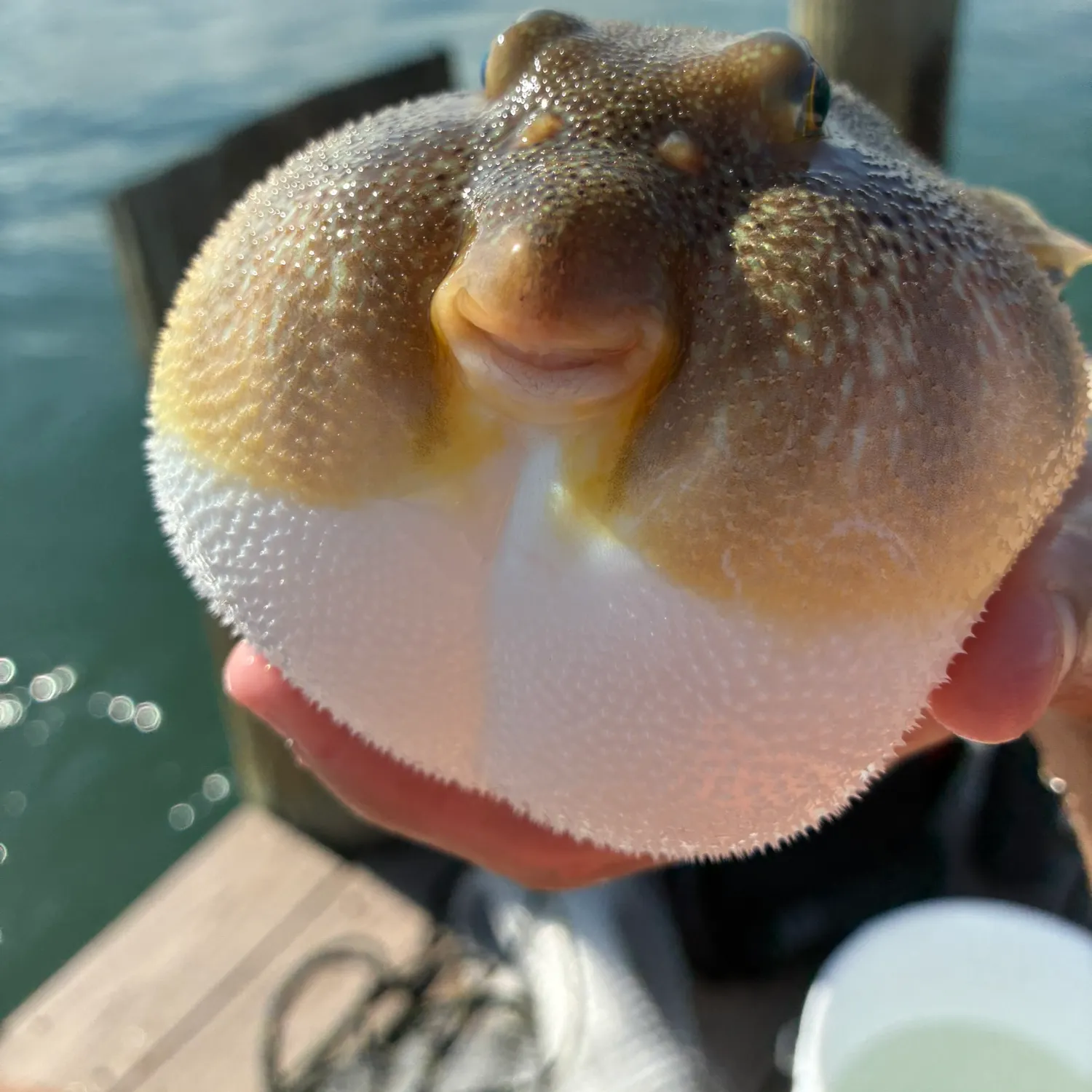 The most recent Northern puffer catches on Fishbrain