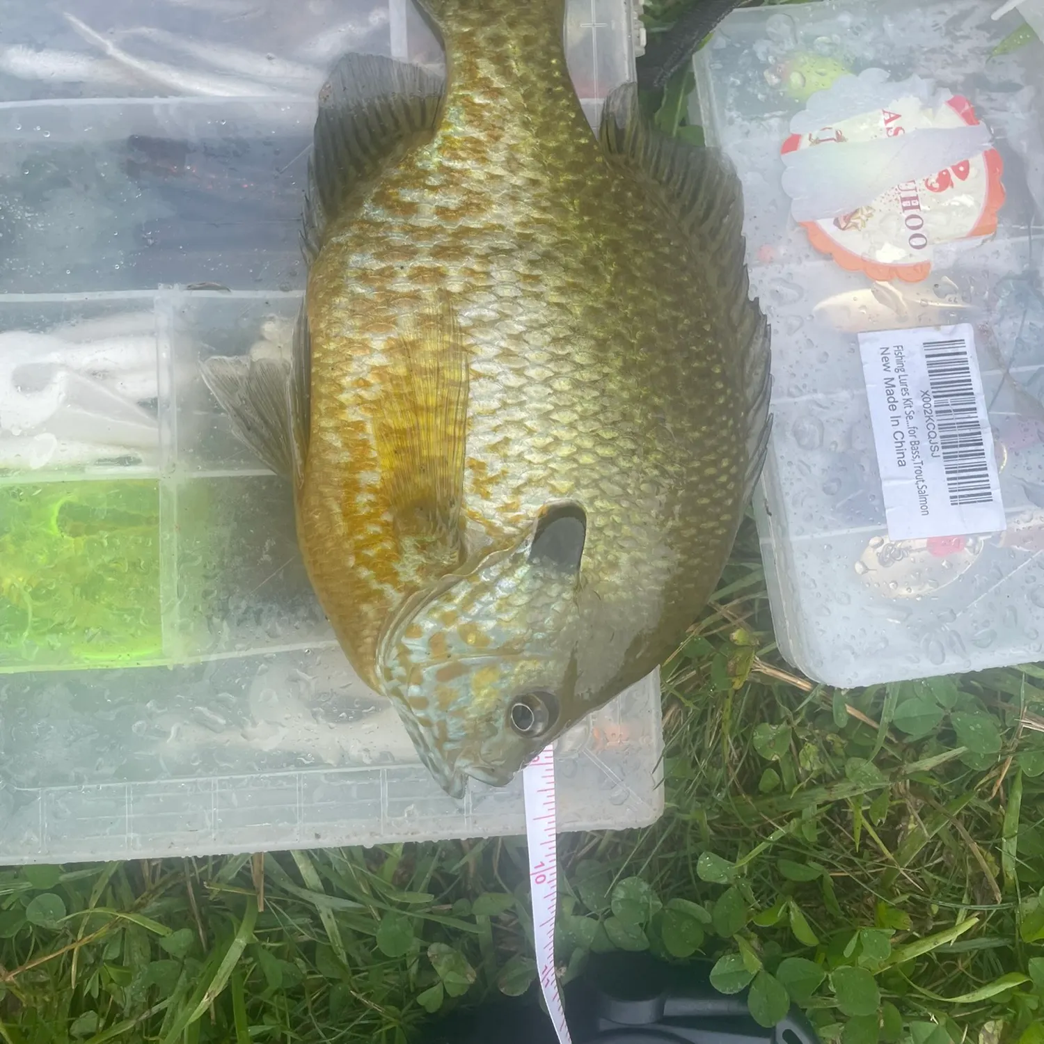 Bluegill caught on Fishbrain