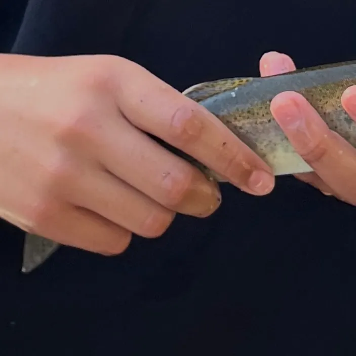 Rainbow trout caught on Fishbrain
