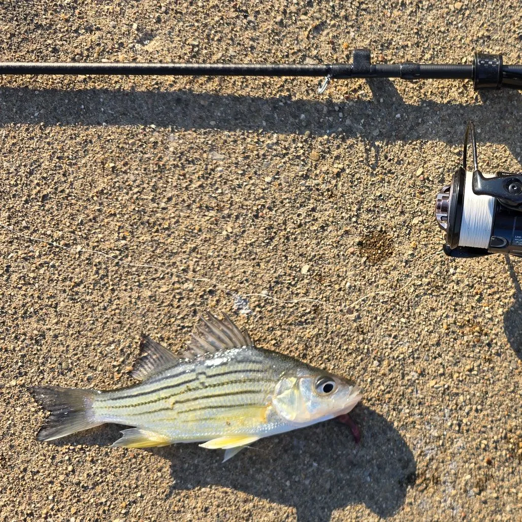 Yellow bass caught on Fishbrain