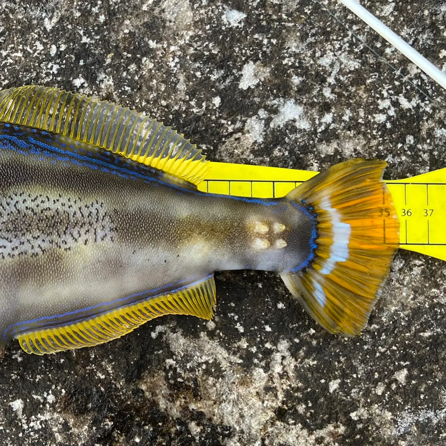The most recent Yellowfin leatherjacket catches on Fishbrain
