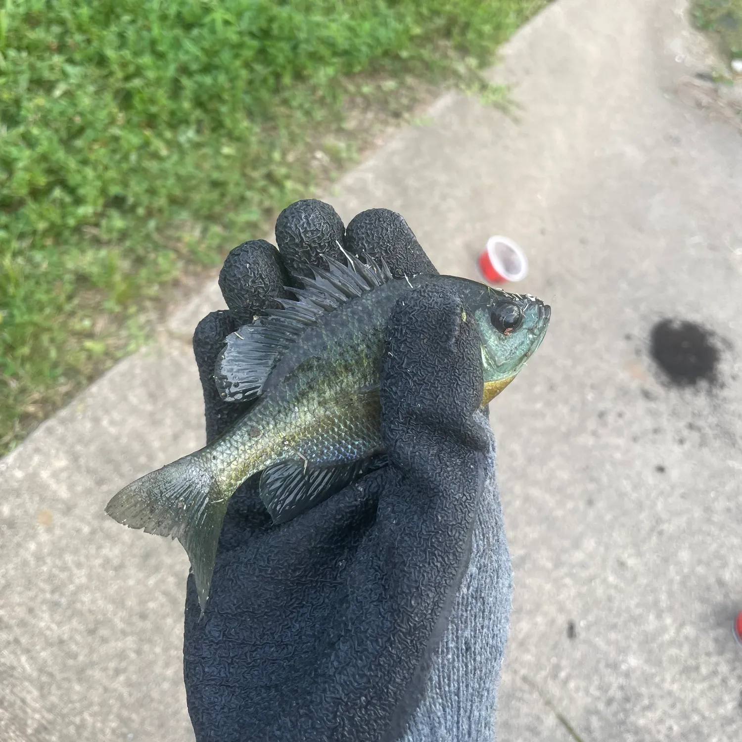 Bluegill caught on Fishbrain
