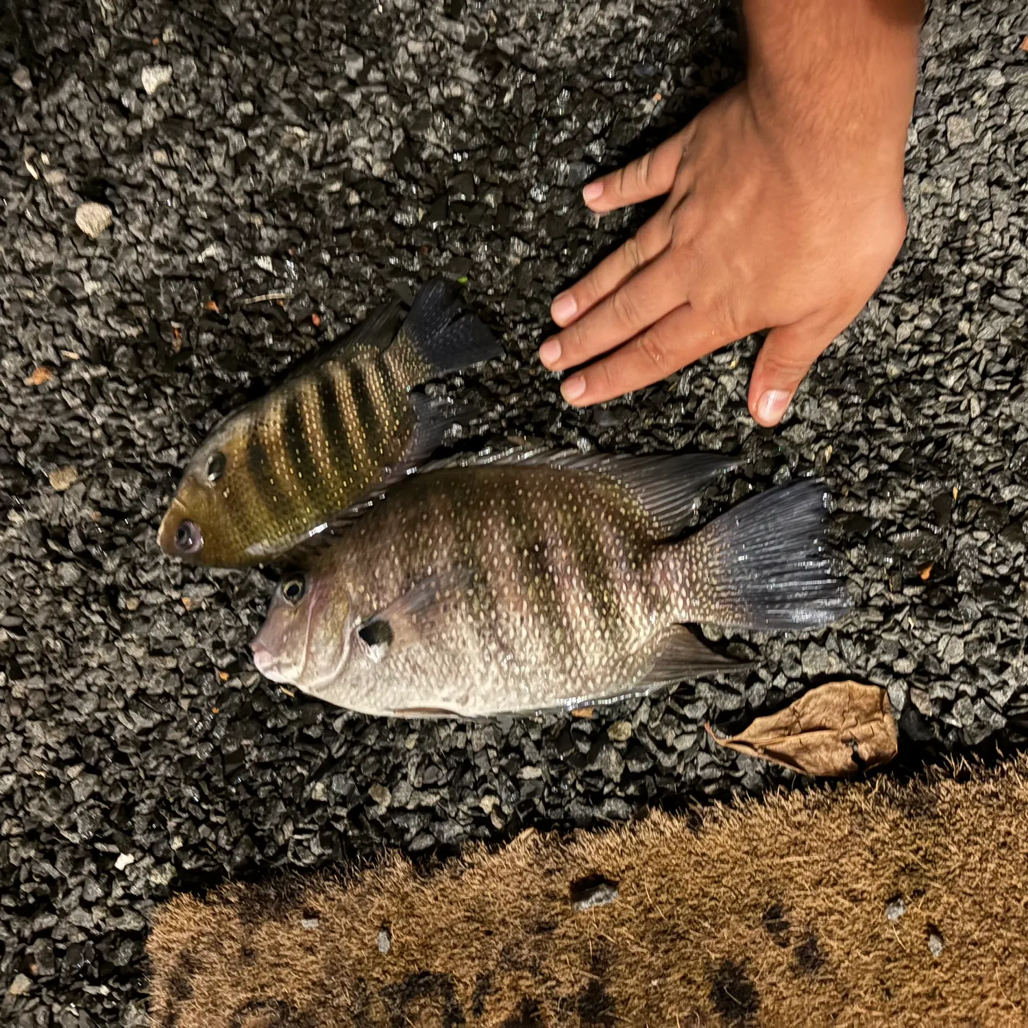 The most recent Pearlspot catches on Fishbrain