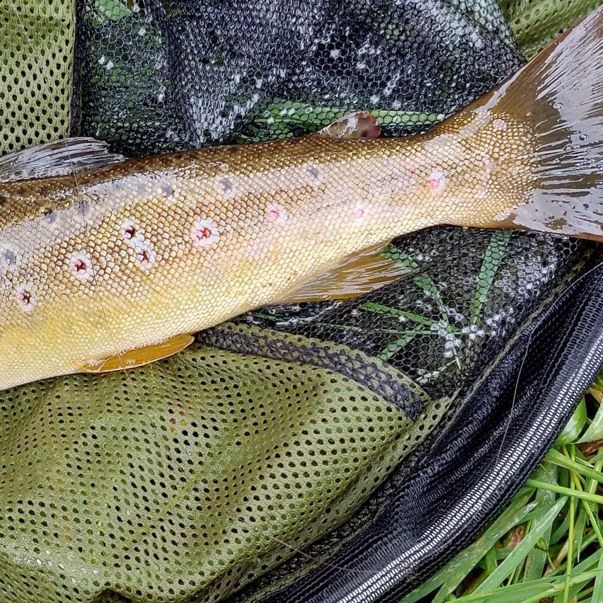 Brown trout caught on Fishbrain