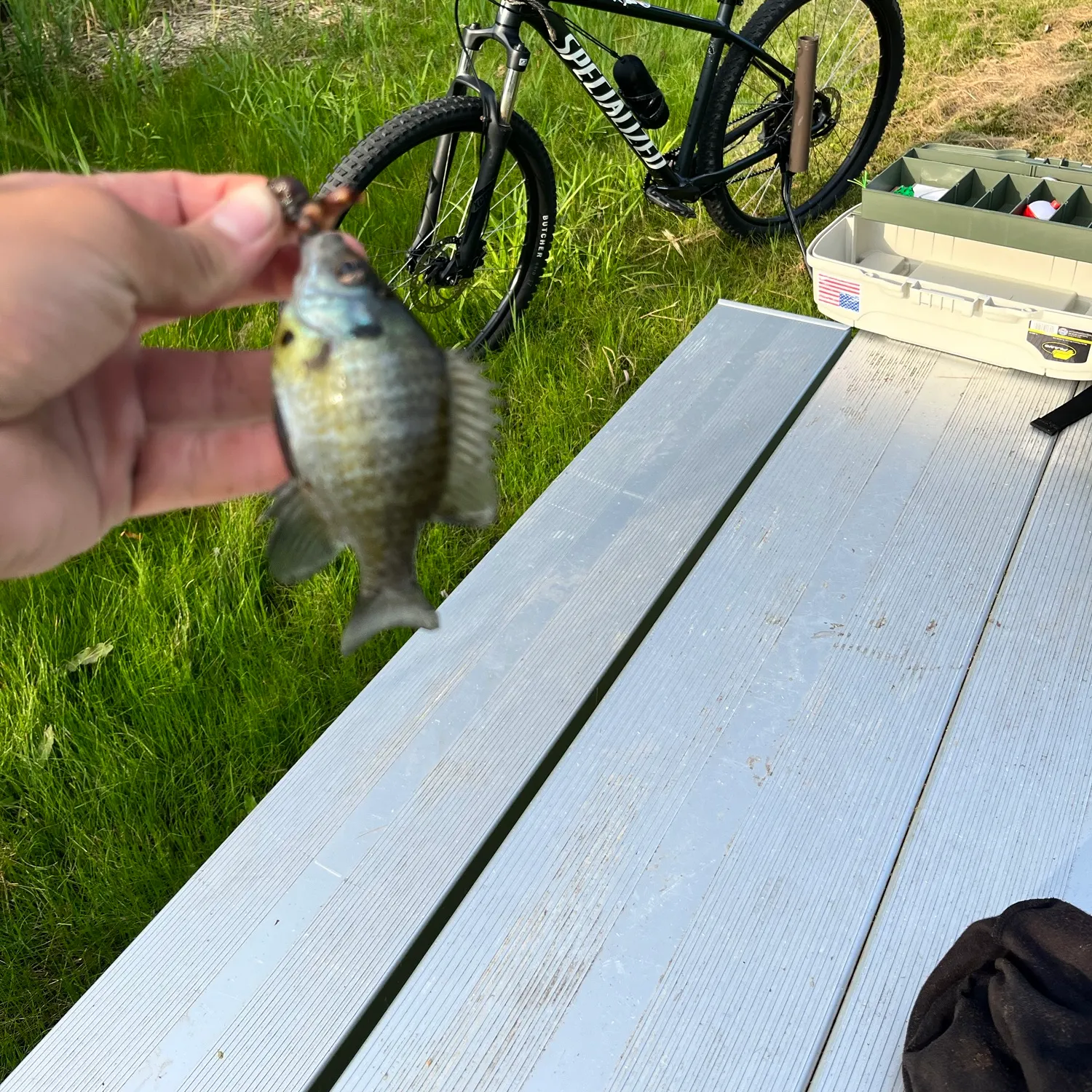 Bluegill caught on Fishbrain