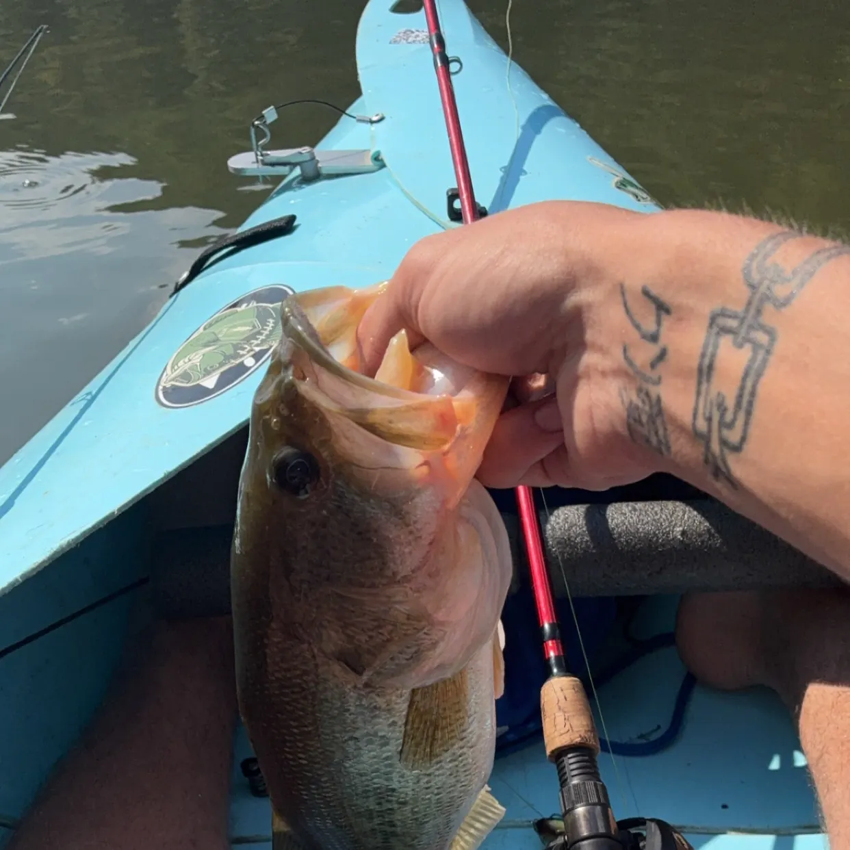 Largemouth bass caught on Fishbrain