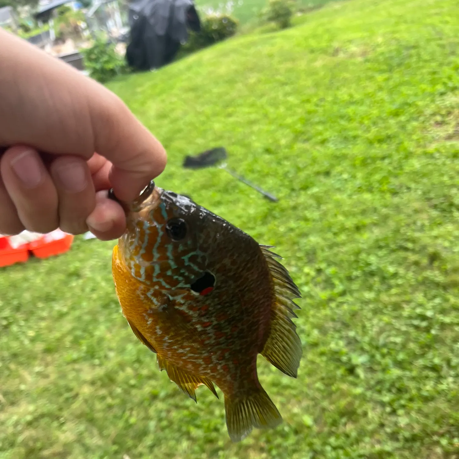 Greengill hybrid caught on Fishbrain