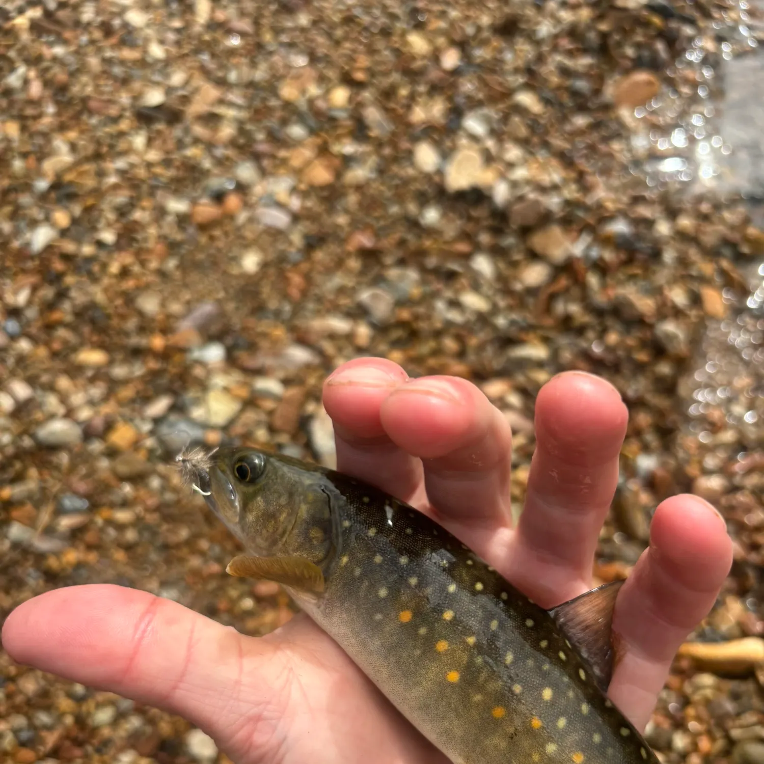 Bull trout caught on Fishbrain