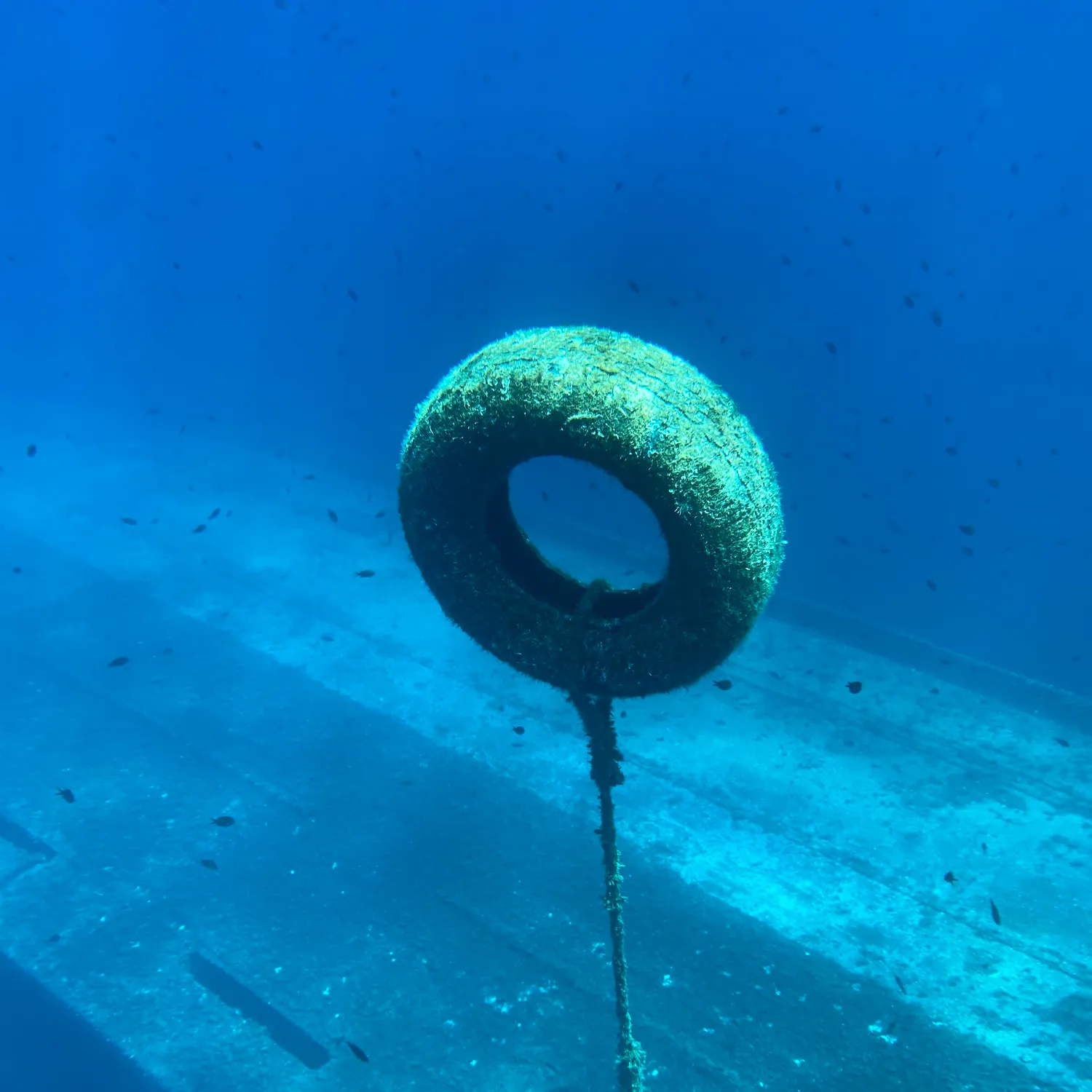 The most recent European eel catches on Fishbrain