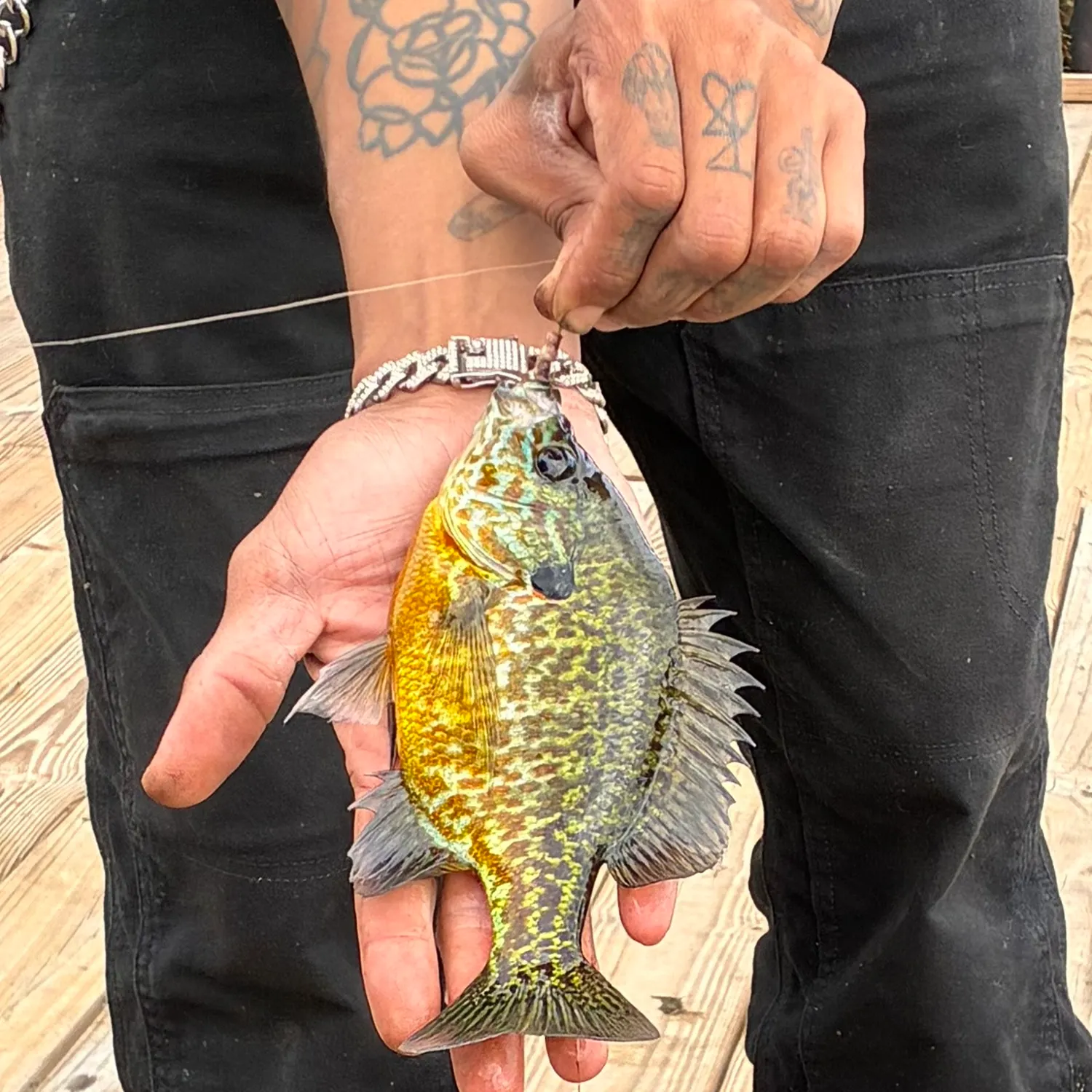 Pumpkinseed caught on Fishbrain