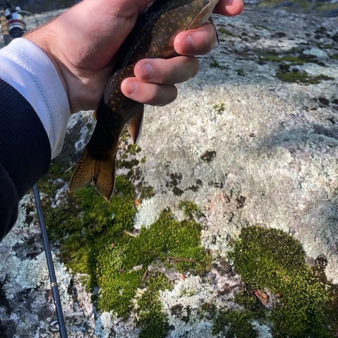 Brook trout caught on Fishbrain