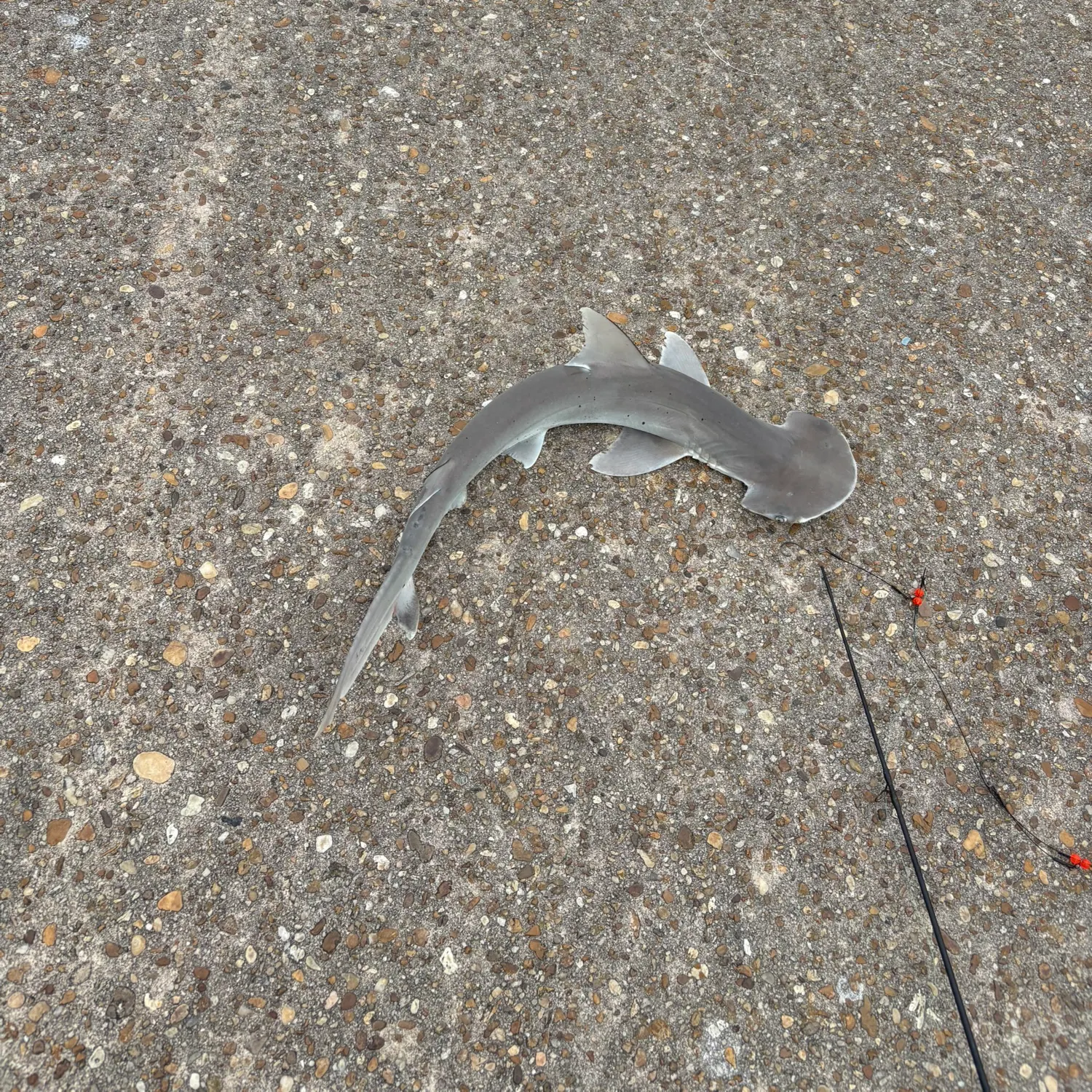 The most recent Bonnethead shark catches on Fishbrain
