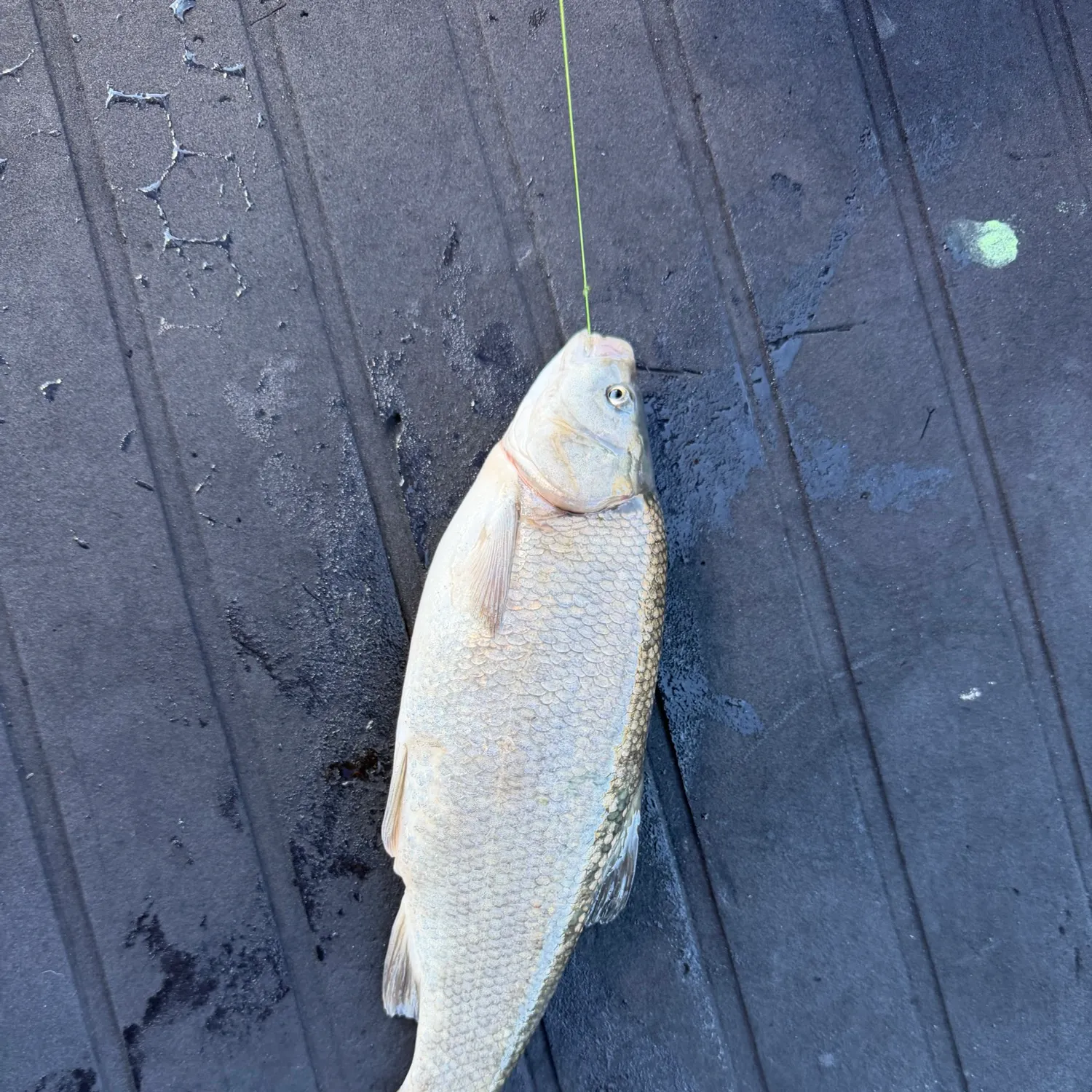 Utah chub caught on Fishbrain