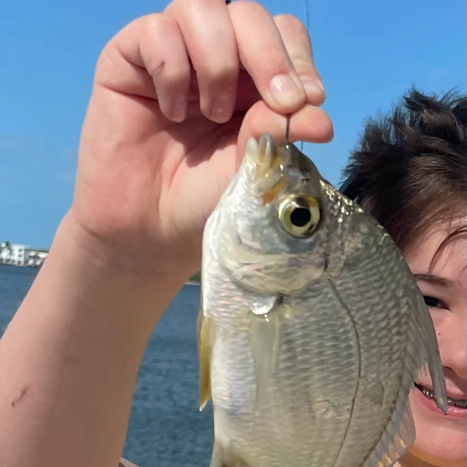 The most recent Okinawan yellow-fin seabream catches on Fishbrain
