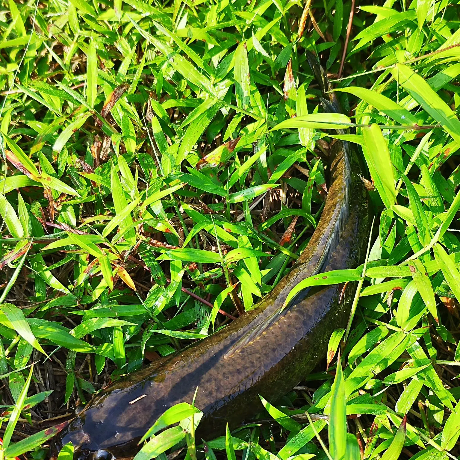 The most recent Striped snakehead catches on Fishbrain