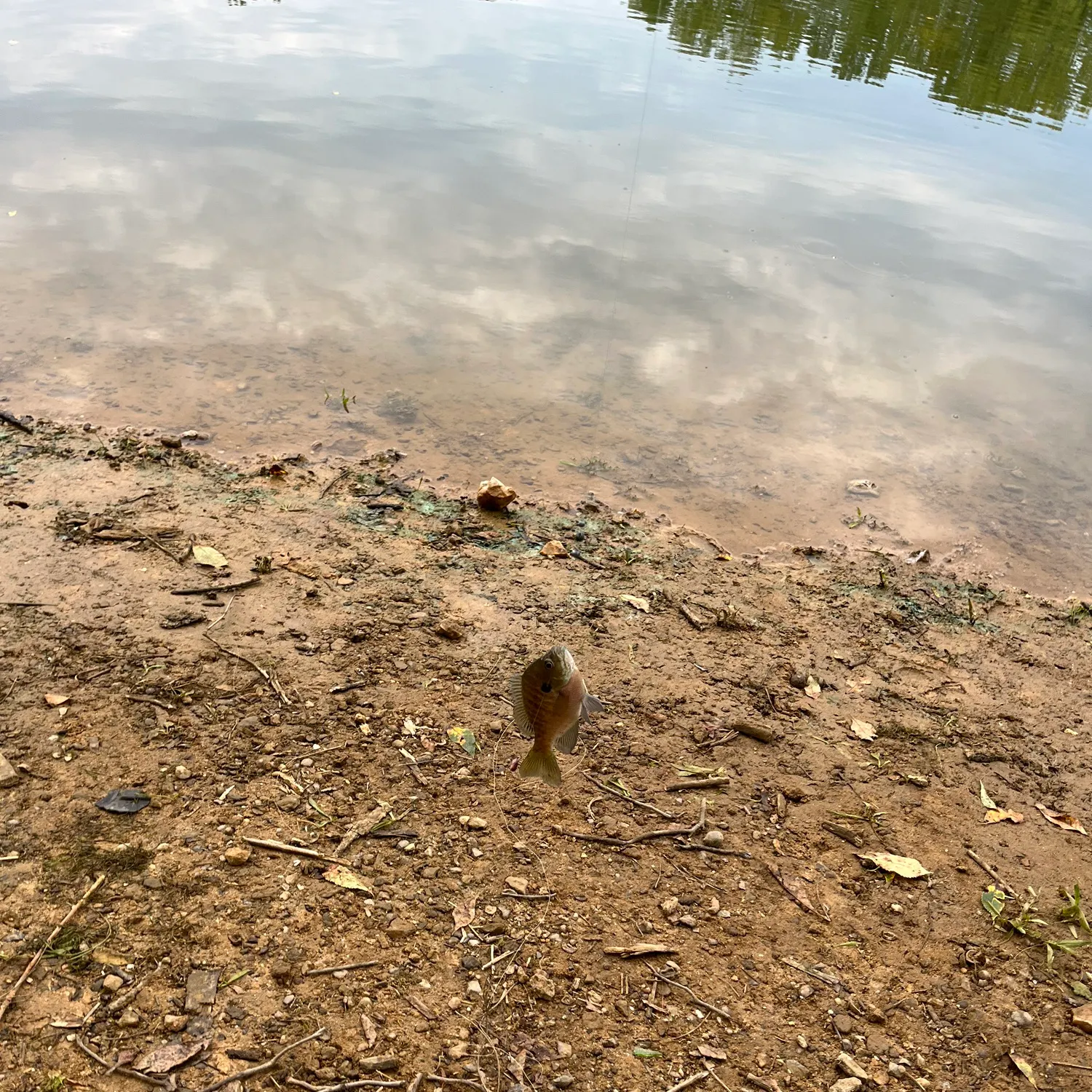 Bluegill caught on Fishbrain