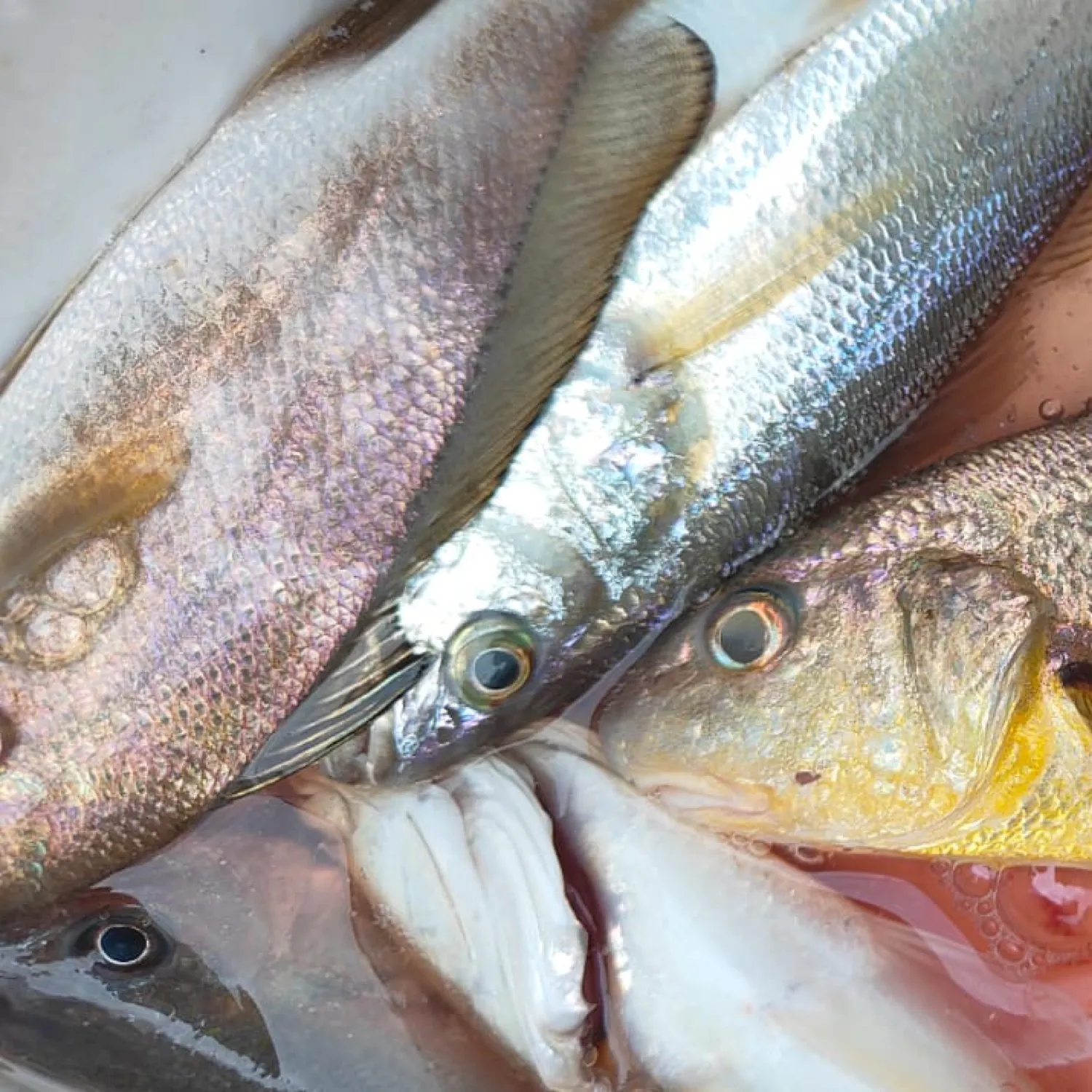 Fishing in India ️️️️ Explore the best fishing spots and areas