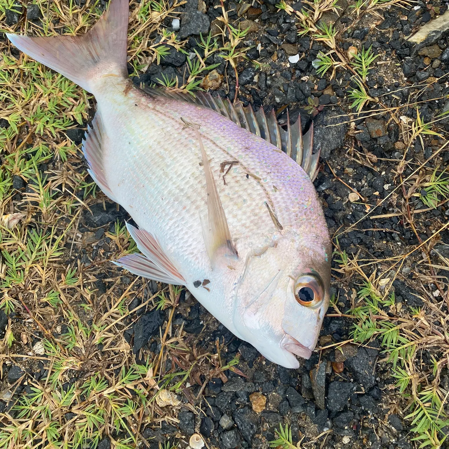 The most recent Australasian snapper catches on Fishbrain