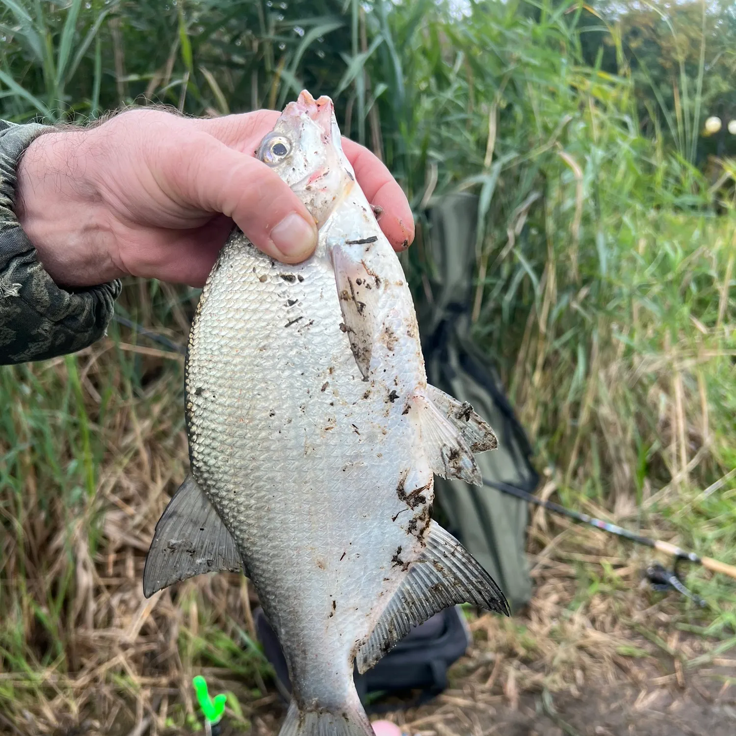 Common bream caught on Fishbrain