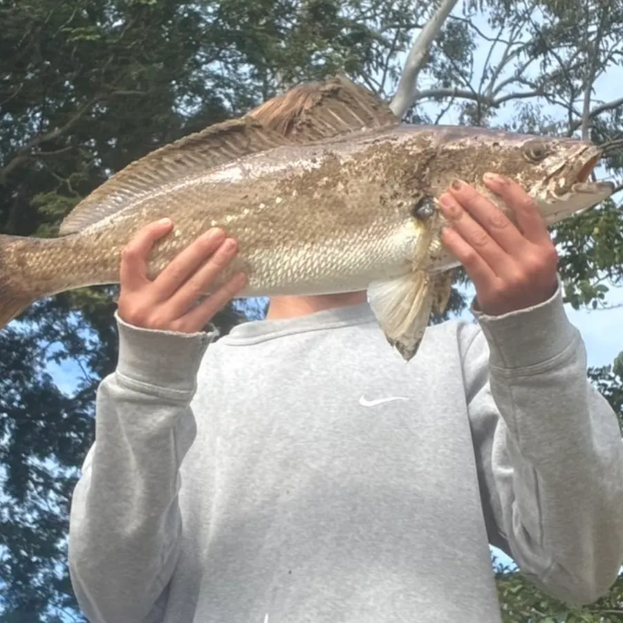 The most recent Japanese meagre catches on Fishbrain