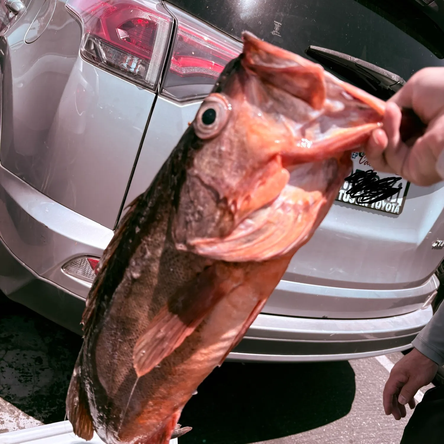 The most recent Redstripe rockfish catches on Fishbrain