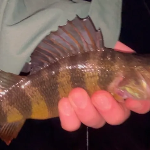The most recent Yellow perch catches on Fishbrain