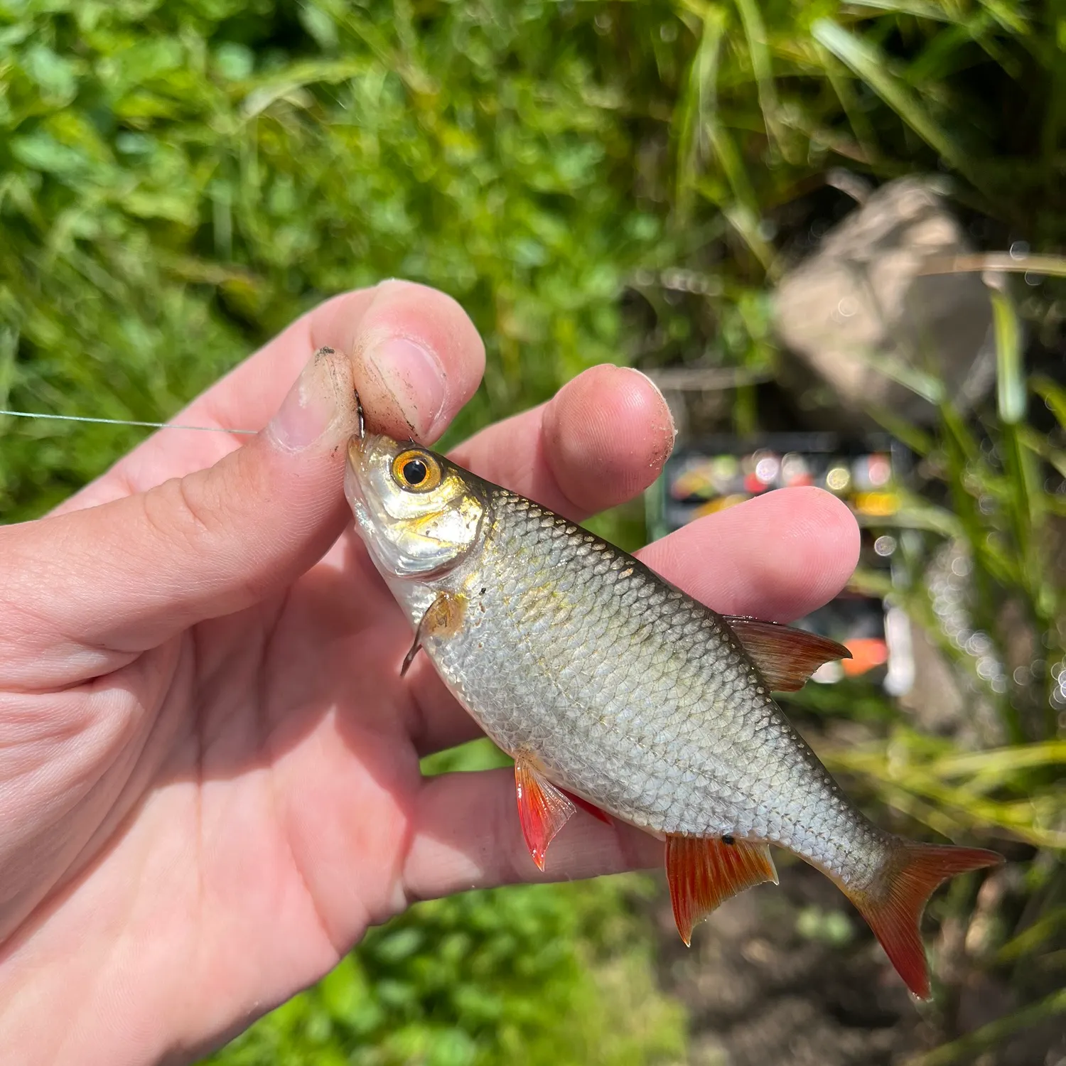 most liked catch image
